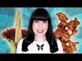 ASK A MORTICIAN: Corpse Flowers, Affordable Funerals, & Electroplating the Dead