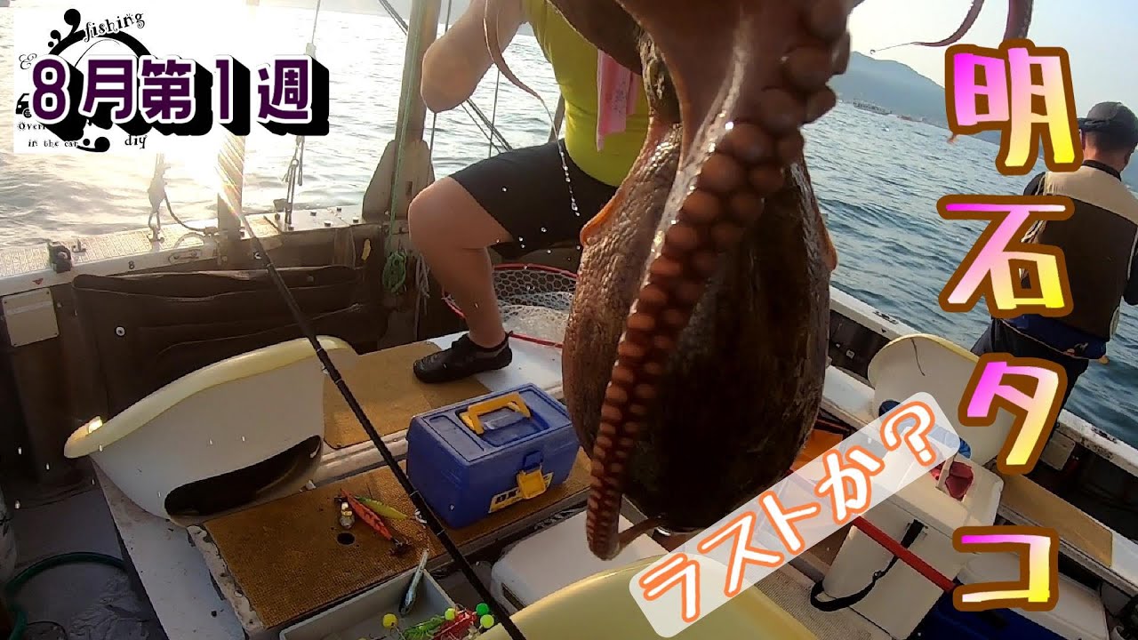 The last Akashi Octopus? Can he ride Saitomaru to finish on