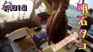 The last Akashi Octopus? Can he ride Saitomaru to finish on