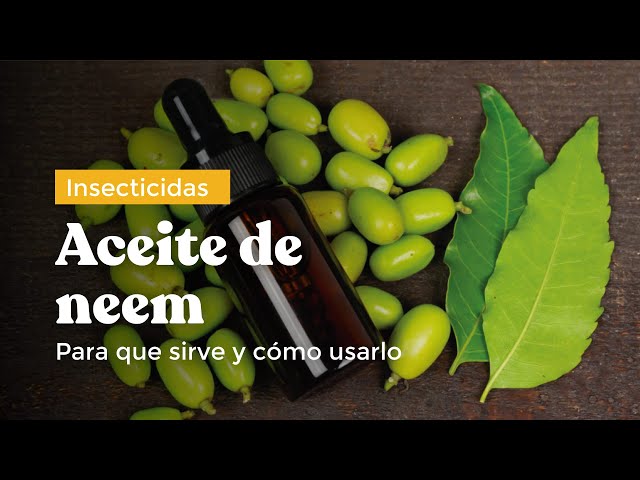 Que es el aceite de neem y para que se usa 