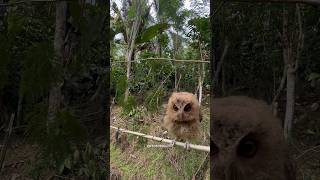Mikat burung pake burung hantu auto panen banyak #kicaumania #burung #mikatburung #shorts