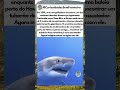 Ela nadou com um dos maiores tubarões da história! #tubarao #animais #oceano