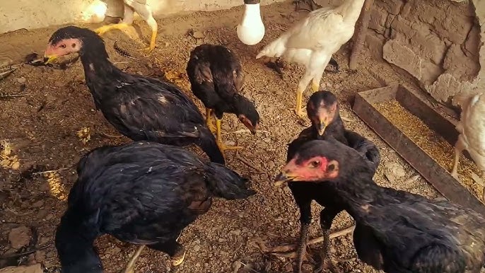 Xotinim va uning dostlari meni kunnilingus qilishga majbur qilishdi (video)