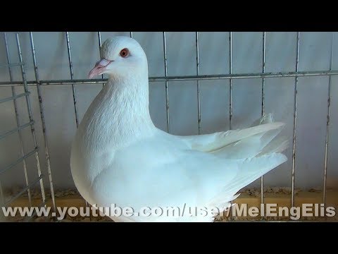 Pigeon Carneau Blanc Vice Champion De France 2018 Expo Avicole De Saint Jouin Bruneval 