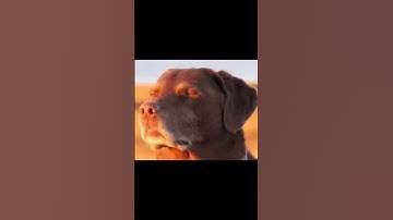 These rats 🐀 #apexlegends #rat#apex #amnewbutnottheleast #clips