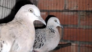 Malaysian Turtledoves, Single Birds For Sale At A Cheap Price Of 400K Vnd. 0348735049