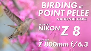 Nikon Z 8 and Z 800mm f/6.3: Bird Photography at Point Pelee National Park in Canada