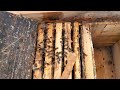 Зимовий обліт бджіл | Зимівля на пасіці