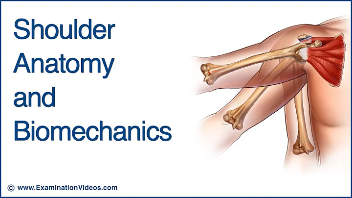 Shoulder Anatomy and Biomechanics