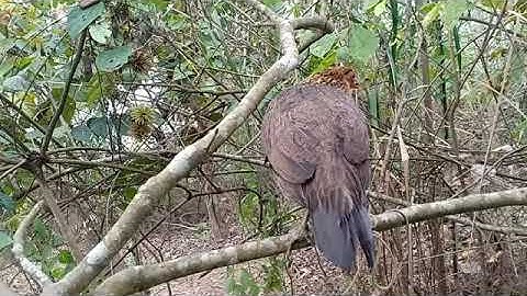 Suab qaib seev zoo heev . tiếng gà máy cực chuẩn 2020