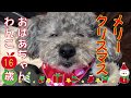 【38】手作りごはんもクリスマスバージョンガツガツ食べたよ♪　トイプードル　犬　シルバープードルドワーフ　老犬　シニア犬　シフォンケーキ