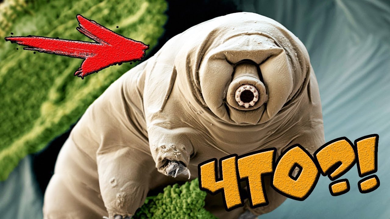 Бессмертные животные на земле. Строение медузы turritopsis nutricula. Жук тихоходка. Медуза turritopsis nutricula. Бессмертные животные на земле.