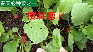 【樱桃萝卜种植】樱桃萝卜春天必种菜之一   容易种植适合新手   适合花盆种植和阳台种植