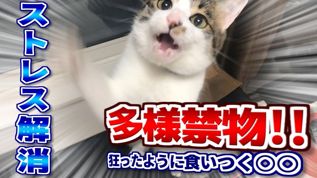 猫のストレス解消法を解説 おもちゃに飽きたらアレを使え 音声解説 Youtube