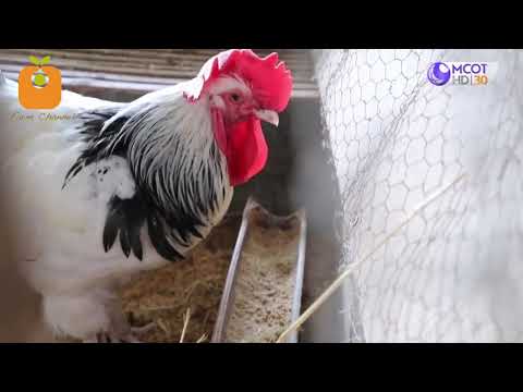 วีดีโอ: ไก่ไข่สายพันธุ์ใดที่ได้รับการอบรมในรัสเซีย
