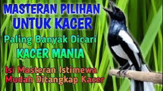 MASTERAN KACER Full Isian Cililin,Tengkek Buto,Kapas Tembak,Gereja Tarung