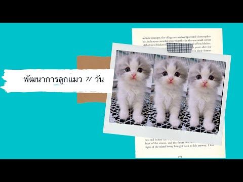 พัฒนาการลูกแมว 71 วัน |Nattapa Channel