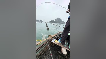 Câu iso cá tráp cẩm phả