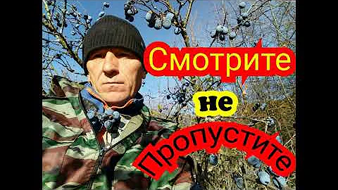 Тёрн или терновник или колючая слива//Иду собирать//Смотрите, не пропустите