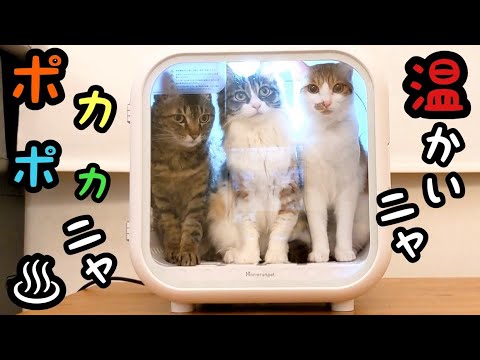 ペットドライヤーを猫に試したらガチギレの結末に…涙【Drybo