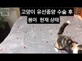 고양이집사 고양이유선종양 수술후 봄이 현재상태
