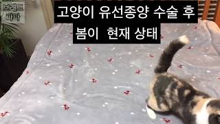 고양이집사 고양이유선종양 수술후 봄이 현재상태