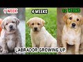 LABRADOR RETRIEVER GROWING UP 1 WEEK TO 12 WEEKS