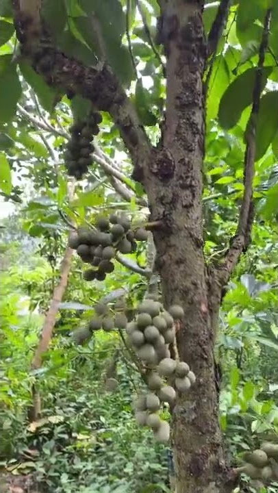 Bòn bon thái cây kinh tế bềnh vững cho bà con it phân thuốc ít công chăm sóc giá từ 40k 70k 1kg