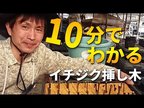 イチジク挿し木 - YouTube