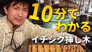 イチジク挿し木 - YouTube