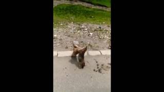 Драка сурков!!!Прикол!смотреть всем!!! Драка сурков!!!Прикол!смотреть всем!!!