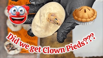 2025 - Clutch #1 - Egg Cutting - Breeding Ball Pythons