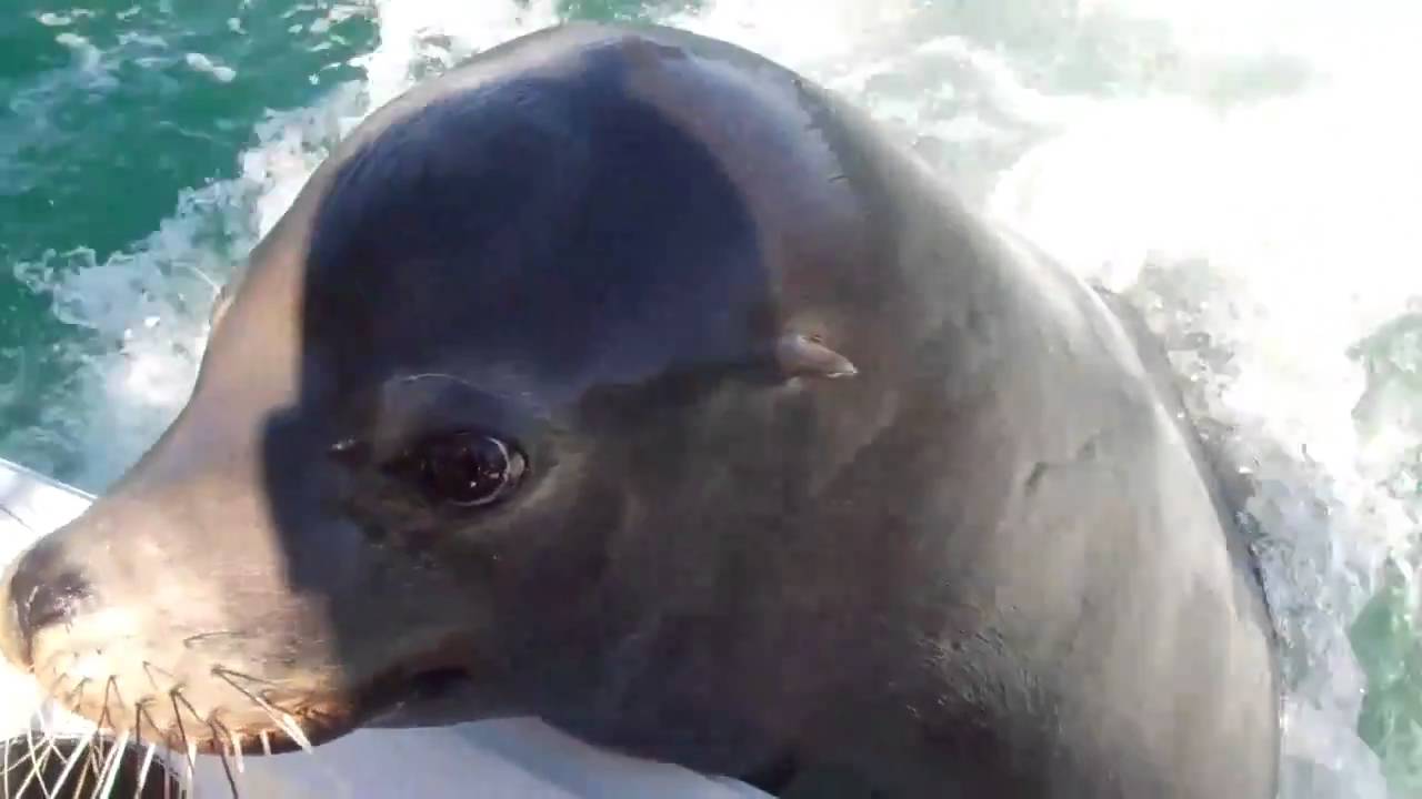 Sea Lion jumps on boat YouTube