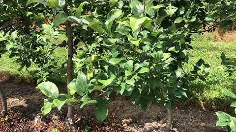 2020 Virtual Summer Orchard Meeting - 2014 NC140 Honeycrisp Rootstock Planting