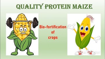 Development of quality protein maize. QPM project