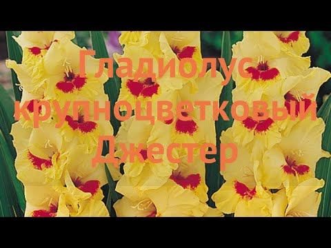 Гладиолус крупноцветковый Джестер