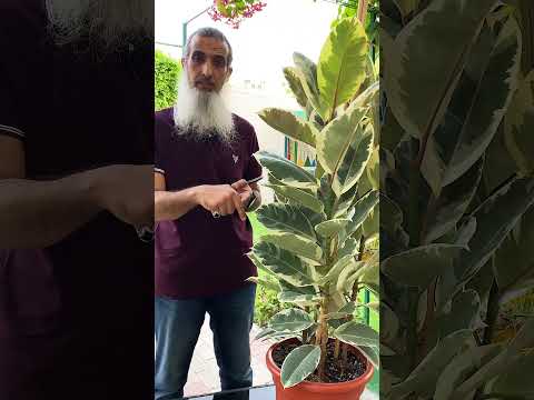 نبتة داخلية استوائية مميزة