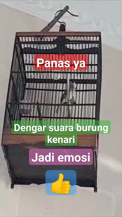 Suara kenari bisa buat trucuk emosi 😁😁😁