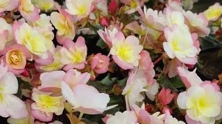 картинка: Три секрета в выращивании бегонии ЭЛАТИОР