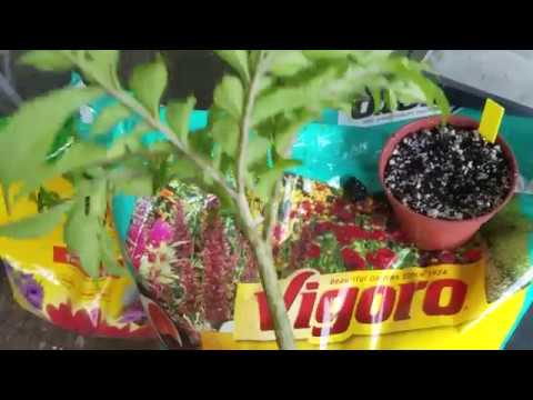 Soil Question For