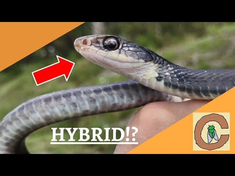 HYBRID Snake Caught in South Florida!?