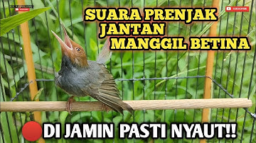 Prenjak Gacor , Suara Prenjak Jantan Manggil Betina!!