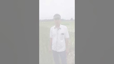 Tanam Perdana MT 2 di Labura