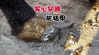 新疆驴蹄得了灰指甲，不修蹄子没人要，修蹄后驴爽了 新疆犟驴蹄得了灰指甲，不修蹄子没人要，修蹄后驴爽了#毛驴 #修蹄 #修驴蹄 #驴