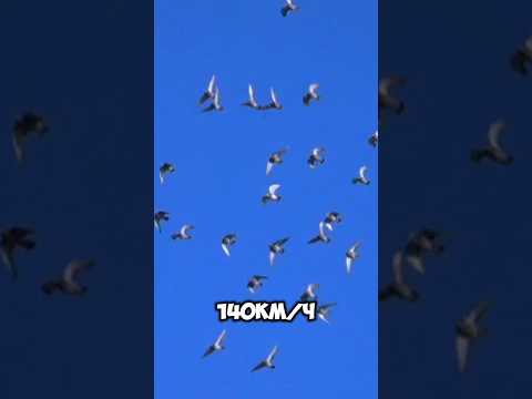 Удивительные факты о