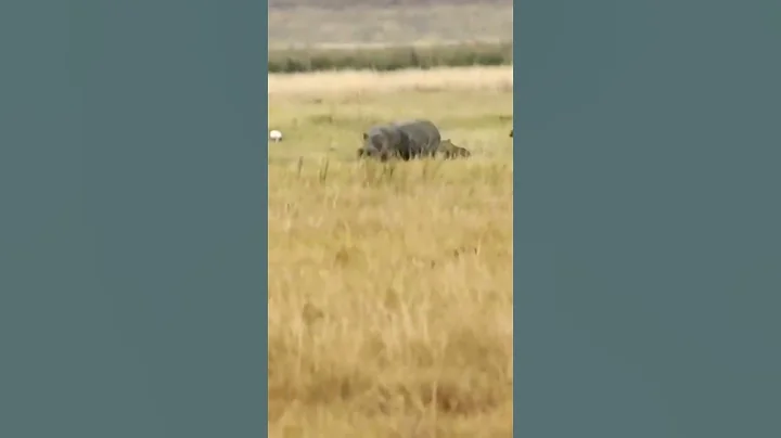 Hyena chase Hippo #shorts #wildlifeanimal