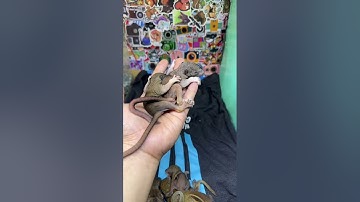 Phân Biệt Sóc Bông Đực và Cái - Trương Tuấn Sóc Cảnh 