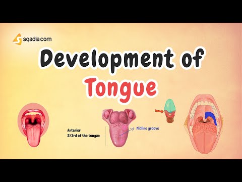 Development of Tongue