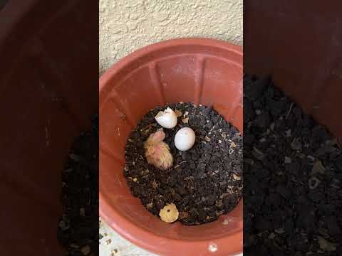 خرج الصغير الجديد من البيضة لتبدأ رحلة جديدة من تربية الصغار