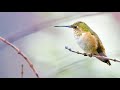 Xtrememusik  hummingbird triphop